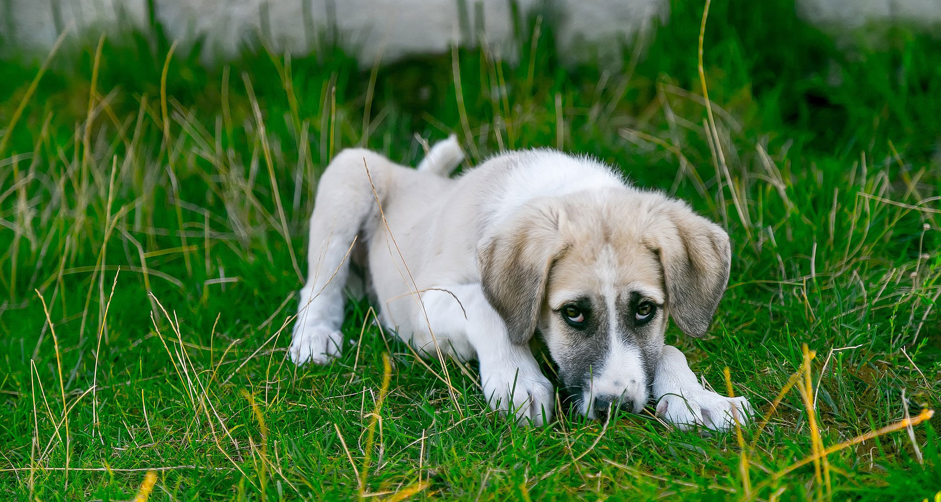 Mystery Illness Killing Dogs in US – New Dog Virus 2023